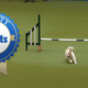Dog Falls All Over Himself in Frantic Dog Show Excitement
